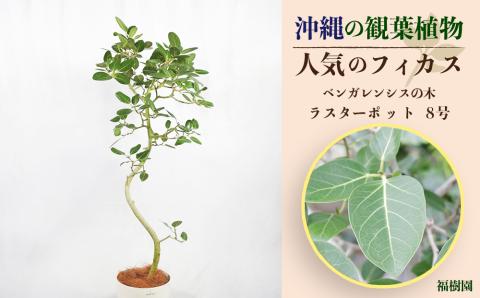 沖縄の観葉植物　人気のフィカス ベンガレンシス8号 ラスターポット