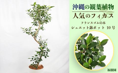 沖縄の観葉植物　人気のフィカス フランスゴム10号 シュエット鉢ポット