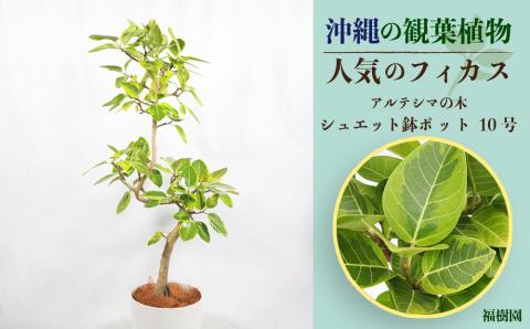 沖縄の観葉植物　人気のフィカス アルテシマ10号 シュエット鉢ポット