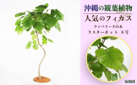 沖縄の観葉植物 人気のフィカス ウンベラータ8号　ラスターポット