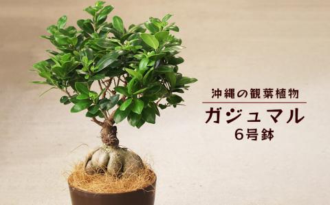 沖縄の観葉植物 観葉植物 ガジュマル 6号鉢 6号 観葉植物 ガジュマル インテリア 鉢付き おしゃれ インテリアグリーン 緑のある暮らし  ハウスプラント 沖縄 うるま市 ６号: うるま市ANAのふるさと納税