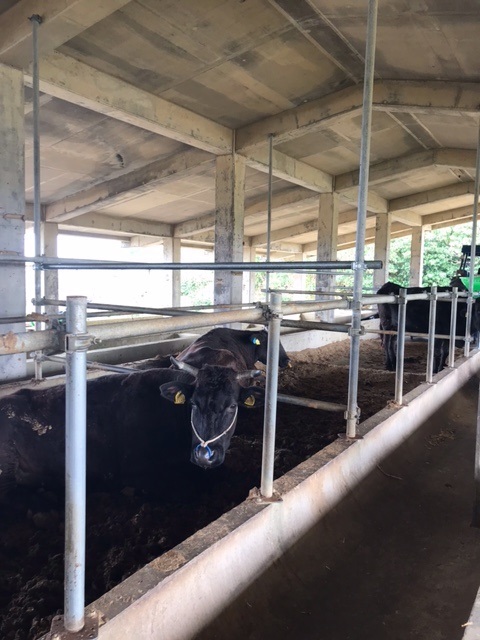 JH012　宮古島ほろよい牛　ブレザオラ（牛生ハム）（80g×3）