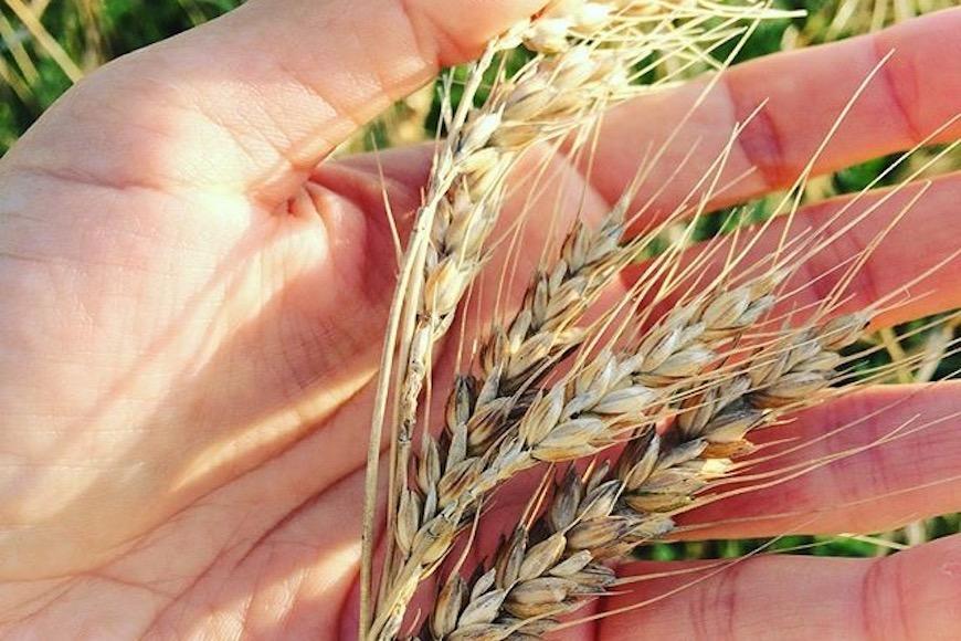 宮古小麦のちんすこうとさたぱんびん（サーターアンダギー）のセット