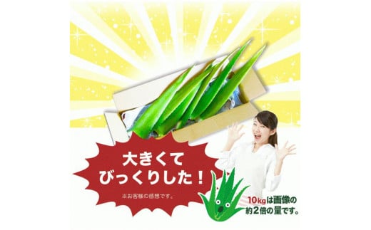 アロエベラ 食用 大きな生葉（4枚～5枚） 沖縄・宮古島産｜有機JAS