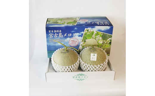 沖縄県宮古島産 春メロン【大玉２玉】｜贈答用・高級果物・赤肉メロン(琉球マルシェ）