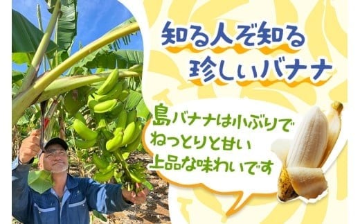 宮古島産バナナ1kg【（株）フラモン】（JH007）