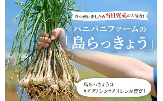 宮古島産　島らっきょう1kg（薄皮処理済み）　パニパニファーム（PN05）