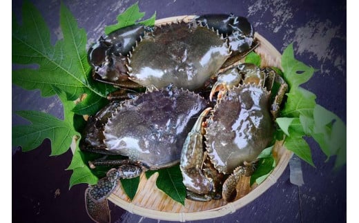 蟹蔵のマングローブ蟹
