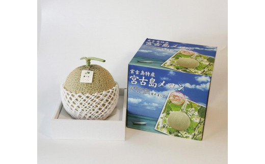 沖縄・宮古島 春メロン【１玉】｜贈答用・高級果物・赤肉メロン（琉球マルシェ）