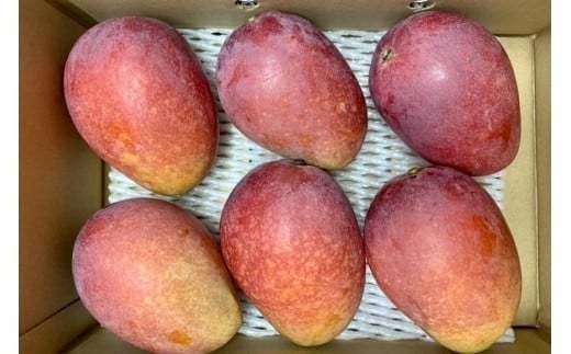 【先行受付】＜2026年発送＞いらぶ島マンゴー園　宮古島産“完熟アーウィンマンゴー”《家庭用》1kg（HR04）