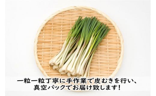 島らっきょう（200g）AZ107