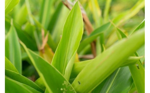 満月月桃発酵茶　50g×2個セット