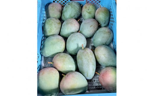 【先行受付】＜2026年発送＞いらぶ島マンゴー園　宮古島産“キーツマンゴー”《家庭用》大玉1玉　900g以上（HR08）