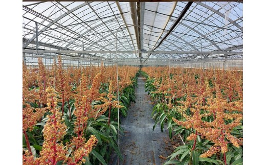 ＜2026年夏発送＞【家庭用】激うま！宮古島産アップルマンゴー1kg(2～3玉)ふれあいフルーツ宮古島【家庭用】激うま！宮古島産アップルマンゴー1kg(2～3玉)ふれあいフルーツ宮古島(FA01)