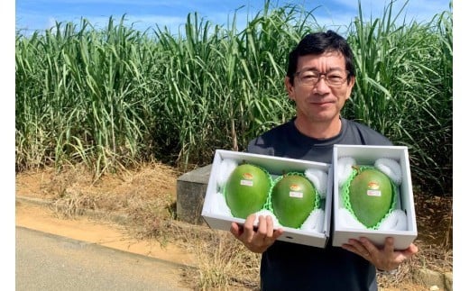 《先行予約 2026年発送》『天使のマンゴー』宮古島産キーツマンゴー  1.6kg （2玉）【ご贈答用】「LA MANGUE BLEUE」農家直送（GZ004）