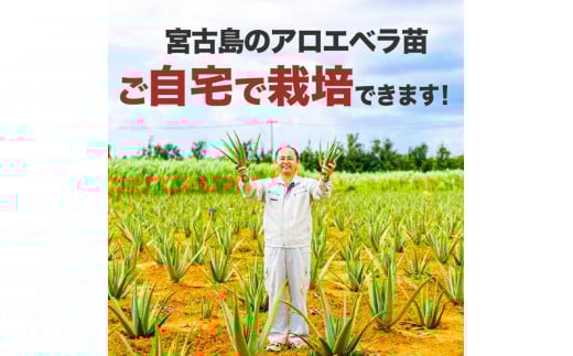 アロエベラ 苗 4株 沖縄・宮古島産｜有機JAS 観葉植物