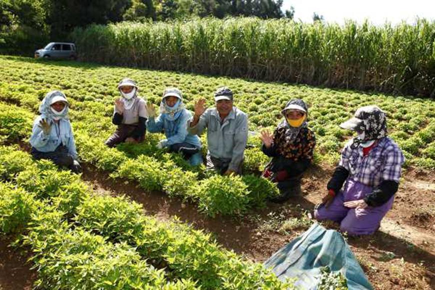 ハービデンス バイセンティー（24包）