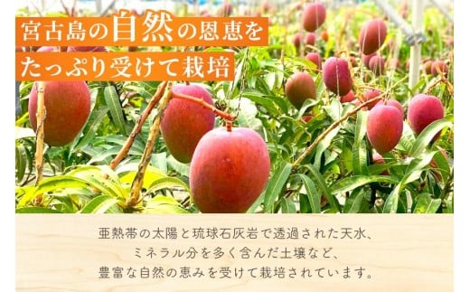 《先行予約2026年発送》『天使のマンゴー』宮古島産アーウィンマンゴー 2kg（4〜6玉）【ご贈答用】「LA MANGUE BLEUE」農家直送（GZ006）