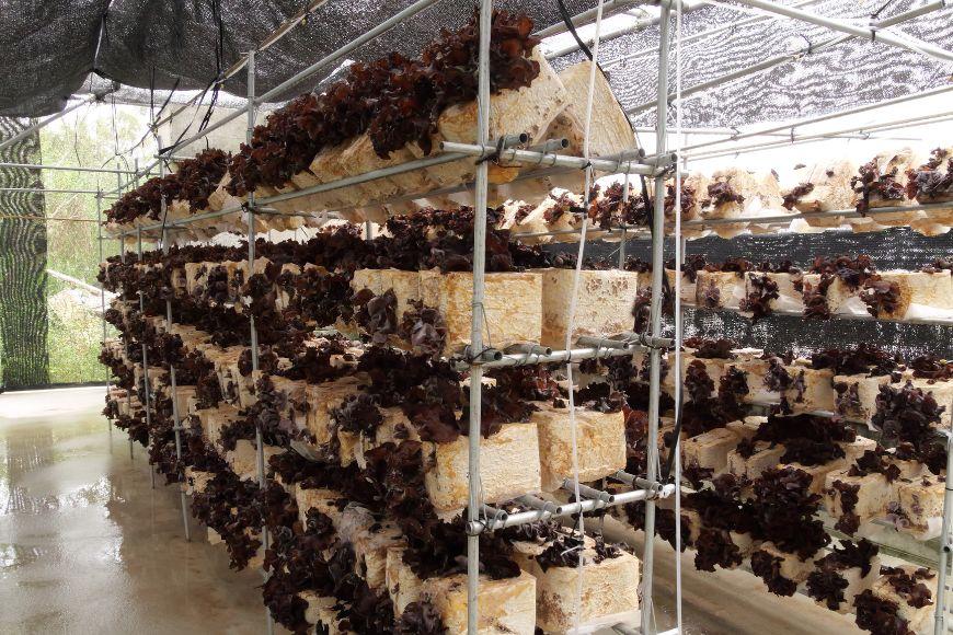 宮古島産生きくらげ（５パック）（KD01）