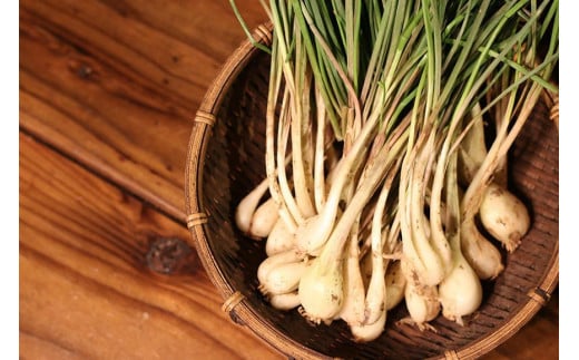 MOSESU CURRYの島カレーシリーズ　島らっきょうとひき肉のカレー 250g×6食（FP002）