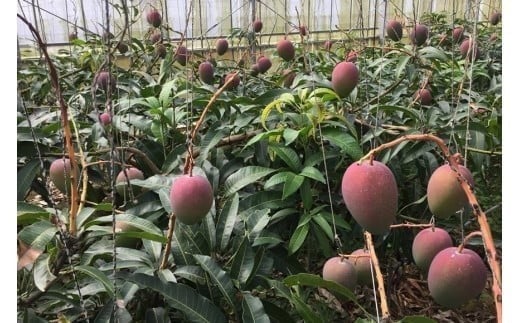 【先行予約】＜2026年発送＞いらぶ島マンゴー園　宮古島産“ピンポンマンゴー”家庭用 / 訳アリ(1kg）（HR02）