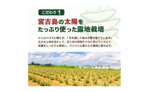 アロエベラ 苗 4株 沖縄・宮古島産｜有機JAS 観葉植物