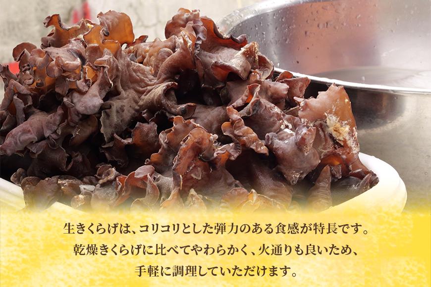 宮古島産生きくらげ（５パック）（KD01）