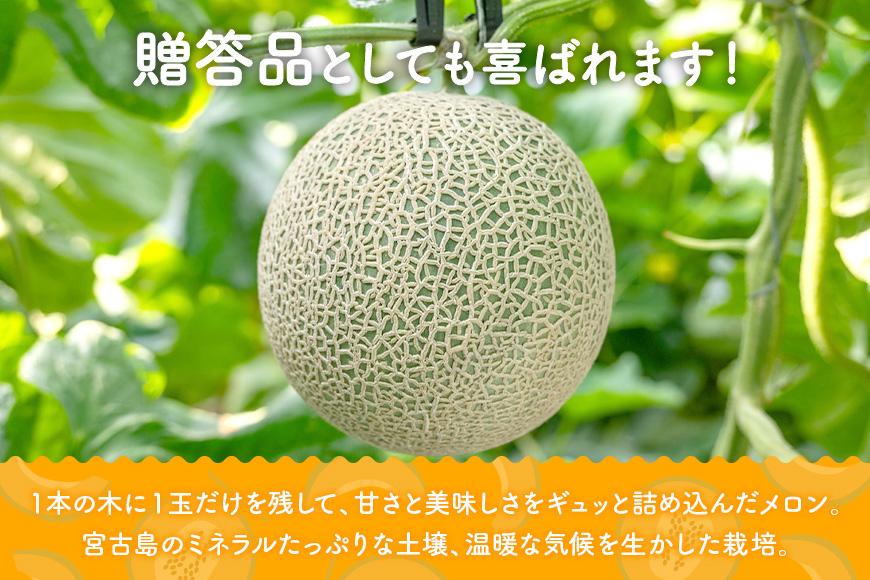 【メロン定期便】宮古島産てぃだメロン 2玉《2025年冬・2026年春発送》＜8farm＞（JC002）