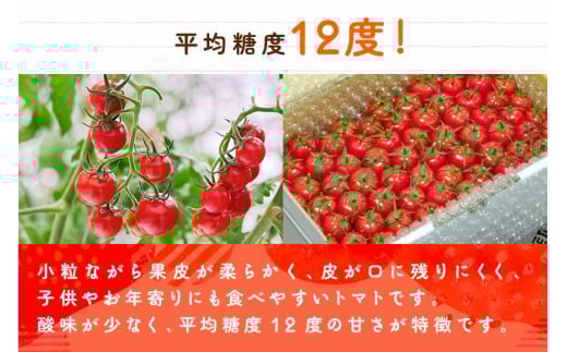 宮古島産 トマト 【プチぷよ】 約800g　糖度平均12度（PN02）