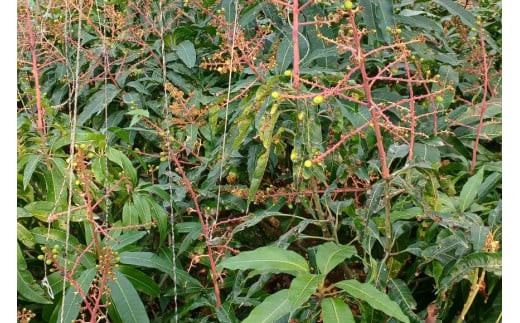 【先行受付】＜2026年発送＞いらぶ島マンゴー園　宮古島産 “キーツマンゴー”《贈答用》大玉1玉（HR06）