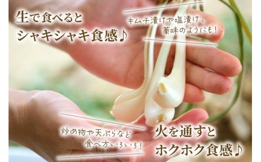 宮古島産　島らっきょう1kg（薄皮処理済み）　パニパニファーム（PN05）