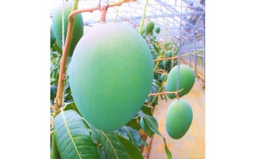 《先行予約 2026年発送》『天使のマンゴー』宮古島産キーツマンゴー  1.6kg （2玉）【ご贈答用】「LA MANGUE BLEUE」農家直送（GZ004）