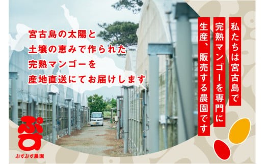 【ぷすぷす農園】＜2026年発送先行予約＞宮古島産完熟マンゴープレミアム（贈答用／2キロ／農園直送）(KY004)