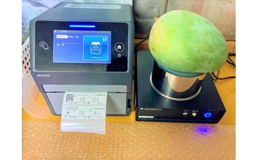 《先行予約 2026年発送》『天使のマンゴー』宮古島産キーツマンゴー《LA MANGUE BLEUE》【ご自宅用】農家直送 1.6kg以上（2個入り）（GZ007）