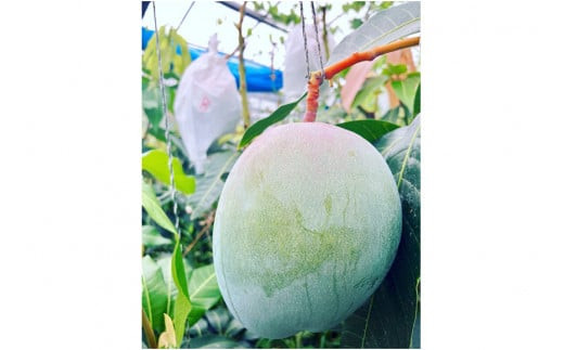 【先行受付】＜2026年年発送＞いらぶ島マンゴー園　宮古島産希少“キーツマンゴー”《家庭用》2kg(3玉)（HR09）