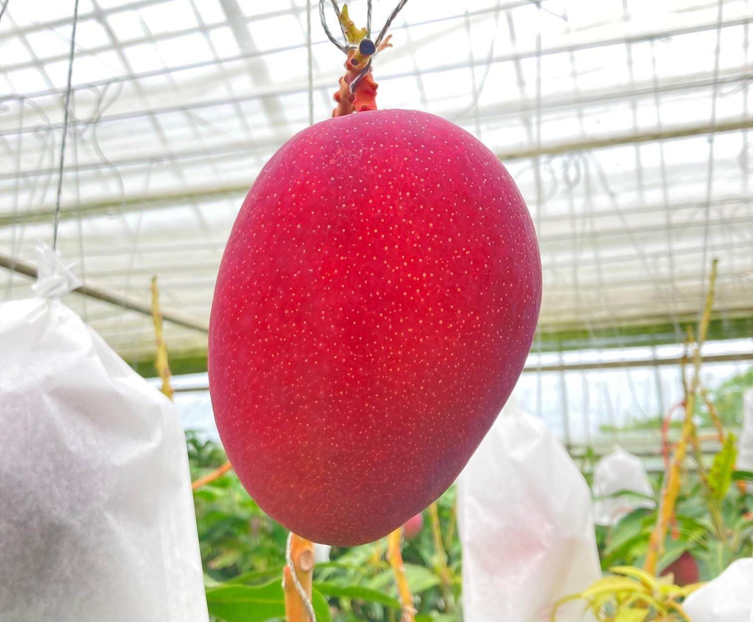 【贈答用】宮古島産マンゴー1kg ＜リトルグローブ＞（LT001）