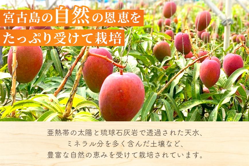 《先行予約 2026年発送》『天使のマンゴー』宮古島産アーウィンマンゴー 約1.4kg （3玉〜4玉）【ご贈答用】「LA MANGUE BLEUE」農家直送（GZ001）