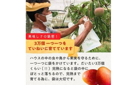 《先行予約》2026年発送 有機JAS認証マンゴー（アーウィン）ご自宅用 2kg【楽園の果実】(DQ018)