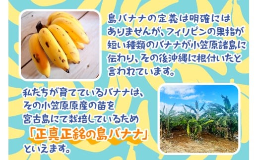 宮古島産バナナ1kg【（株）フラモン】（JH007）