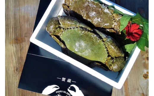 蟹蔵のマングローブ蟹