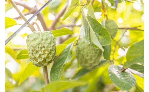 【2026年1月上旬　※北海道は3月上旬発送】宮古島産アテモヤ約2kg（4～12個入り） CV13
