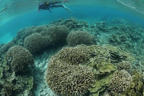 宮古島でダイビング！３日間９ダイブファンダイビングコース（75000円分）