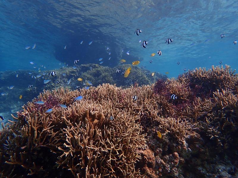 CT04　二大定番アクティビティ半日凝縮セットプラン