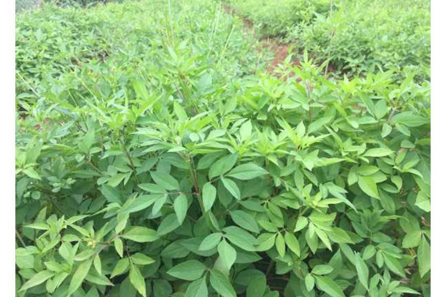 ハービデンス リッチドリンク