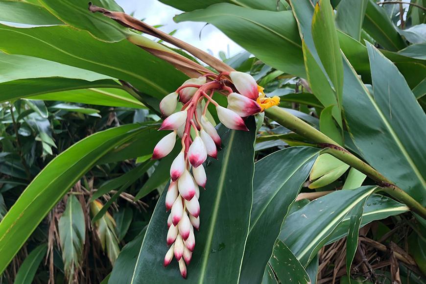 naureプレミアムタマヌオイル月桃