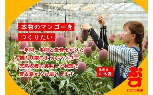 【ぷすぷす農園】＜2026年発送先行予約＞宮古島産完熟マンゴープレミアム（贈答用／1キロ／農園直送）（KY003）