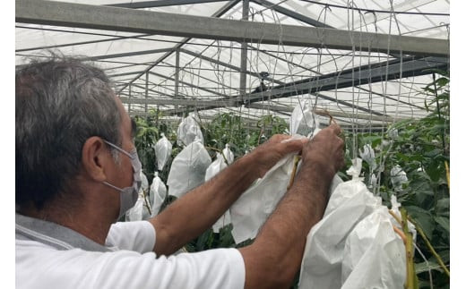 【先行受付】＜2026年発送＞いらぶ島マンゴー園　宮古島産 “キーツマンゴー”《贈答用》大玉1玉（HR06）