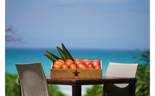 《先行予約》2026年発送【ブルータートルファーム】宮古島完熟マンゴー 【贈答】 (２kg)（DC008）