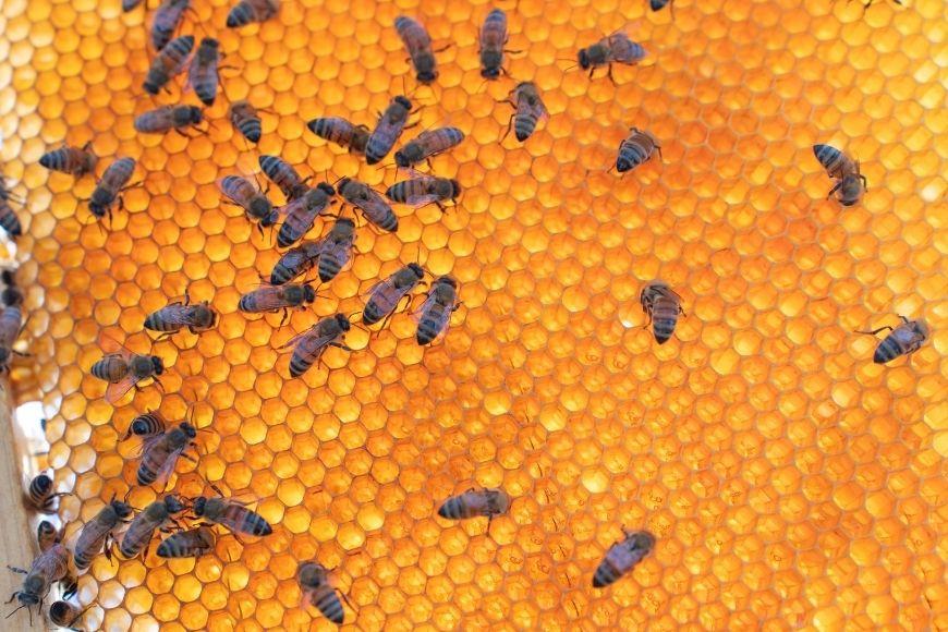 【早期受付】2026年発送『宮古島産はちみつ』（150g）（HJ004）