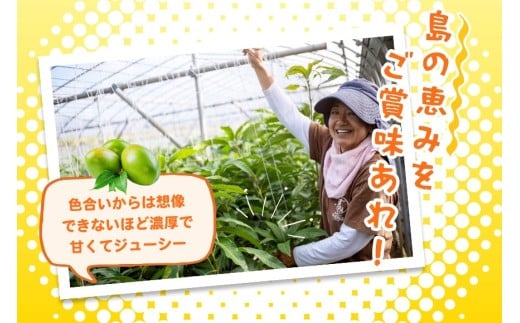 《先行予約 2026年発送》宮古島産 希少 キーツマンゴー2kg【(株)フラモン】(JH014)